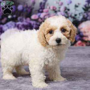 Paisley, Bich-Poo Puppy